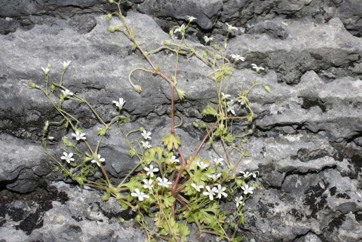 Saxifraga petraea / Sassifraga dei muri